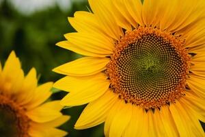 Tapeta krásná žlutá slunečnice - 300x200 cm