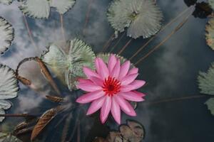 Samolepící fototapeta okouzlující lotosový květ - 450x300 cm