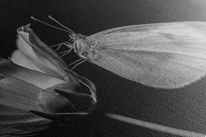 Obraz motýl na květu v černobílém provedení
