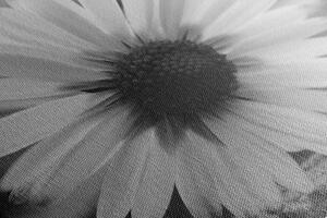 Obraz nádherná sedmikráska v černobílém provedení