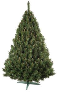 Nohel 91413 Vánoční stromek Borovice, 180 cm, 180 cm