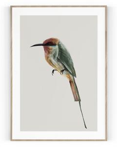 Plakát / Obraz Bird S okrajem Pololesklý saténový papír A4 - 21 x 29,7 cm