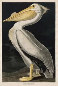 Obrazová reprodukce American White Pelican, 1836, John James (after) Audubon