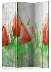 Paraván - Červené tulipány na dřevě 135x172