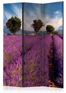 Paraván Lavender field in Provence, France Dekorhome 135x172 cm (3-dílný)