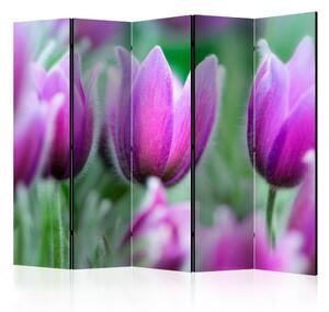 Paraván Purple spring tulips Dekorhome 135x172 cm (3-dílný)