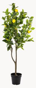 Umělá rostlina Citrus Tree