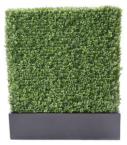 Zástěna buxus 100cm x 60cm