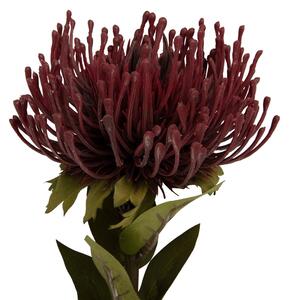 Umělá rostlina Protea Květ malý 60cm červený Present Time (Barva-vínově červená)