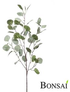 Větev eukalyptu, délka 88 cm - 71 - 90 cm