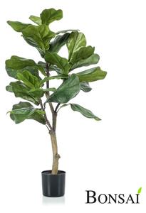 Fikus Lyrata 90 cm fíkovník