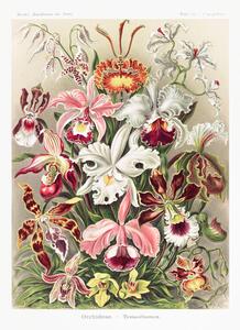 Obrazová reprodukce Orchideae–Denusblumen, Ernst Haeckel