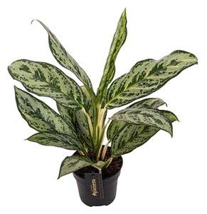Gardners Aglaonema Laurel Green, průměr 12 cm