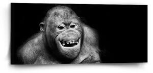 Sablio Obraz Orangutan - 110x50 cm