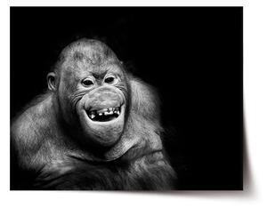 Sablio Plakát Orangutan - 60x40 cm