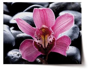 Sablio Plakát Růžová orchidea - 60x40 cm