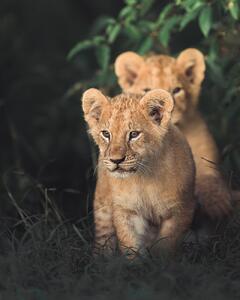 Umělecká fotografie Lion king, Ahmed Sobhi, (30 x 40 cm)