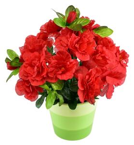 Azalka červená v keramickém květináči 25×25 cm