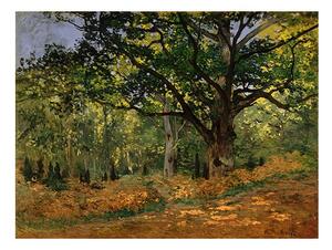 Reprodukce obrazu Claude Monet - The Bodmer Oak, Fontainebleau Forest, 70 x 50 cm