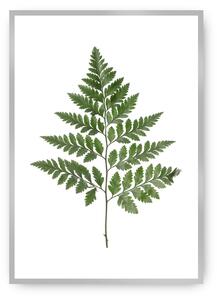 Plakát Fern Green