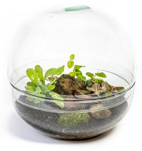 Skleněné terárium boule - výška 27 cm, průměr 27 cm - osázené vlhkomilně
