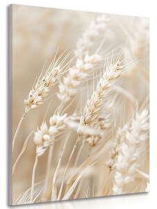 Obraz stébla pšenice