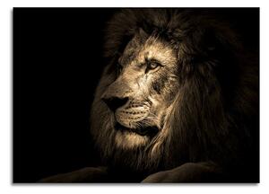 Skleněný obraz 100x70 cm Lion - Styler