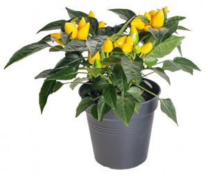 Okrasná paprička, Capsicum, žlutá, průměr květináče 10 - 12 cm