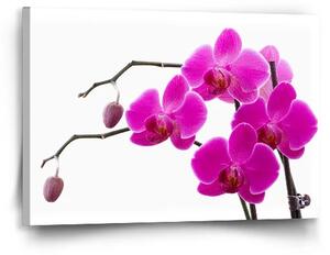 Sablio Obraz Fialové orchideje - 60x40 cm