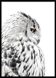 Plakát v rámu 50x70 cm Owl – Styler