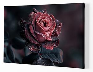 Obraz na plátně - Růže, radostné opojení FeelHappy.cz Velikost obrazu: 60 x 40 cm