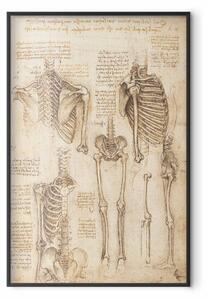 Plakát Skeletal Studies