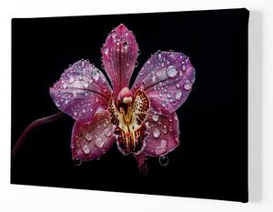 Obraz na plátně - Orchidej, kapky souznění FeelHappy.cz Velikost obrazu: 150 x 100 cm