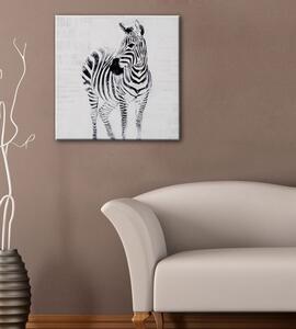 Nástěnná malba zebry Mauro Ferretti Vignato, 80x80x3cm