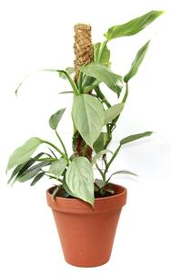 Philodendron Silver Queen s kokosovou vzpěrou, průměr 17 cm Filodendron