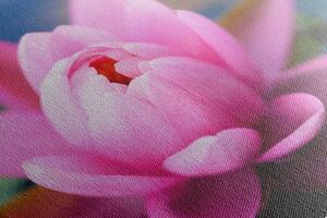 Obraz nádherný růžový květ na jezeře