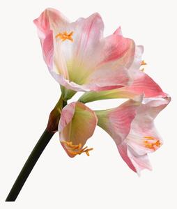 Sada umělých květin Amaryllis, 2 díly
