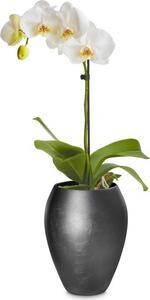 Royal květináč na orchideje - Ø 17 cm, výška 24 cm, champagne