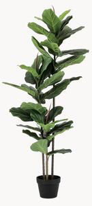 Umělá rostlina Ficus Lyrata