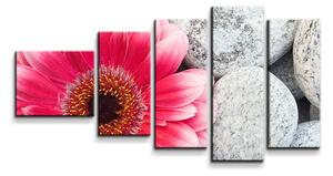 Sablio Obraz - 5-dílný Gerbera na kamenech - 100x60 cm