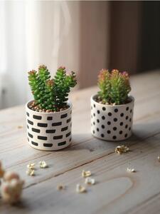 Sinsay - Okrasné rostliny 2 pack - zelená
