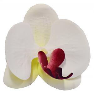 Vazbový Phalaenopsis 9x9x3,5 cm, bílý s bordó