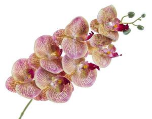 Orchidej Phalaenopsis 77 cm, růžovo-krémový