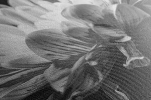 Obraz černobílá sedmikráska