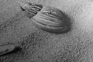 Obraz mušle na písečné pláži v černobílém provedení