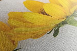 Obraz nádherné žluté květy