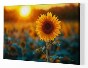 Obraz na plátně - Slunečnice v krásném západu slunce FeelHappy.cz Velikost obrazu: 210 x 140 cm