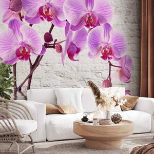 Fototapeta Fialový úžas - orchideje ponořené ve vodě na pozadí bílé zdi