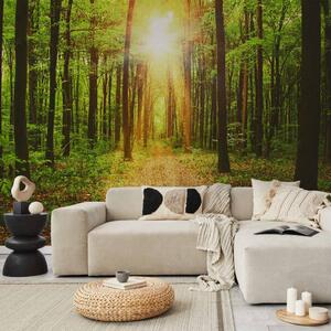 Fototapeta Sluneční světlo - krajina stezky uprostřed lesa mezi stromy s listím