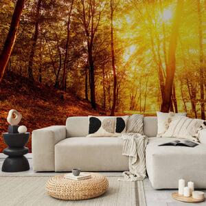 Fototapeta Podzimní procházka - oranžový krajinářský motiv, sluneční paprsky